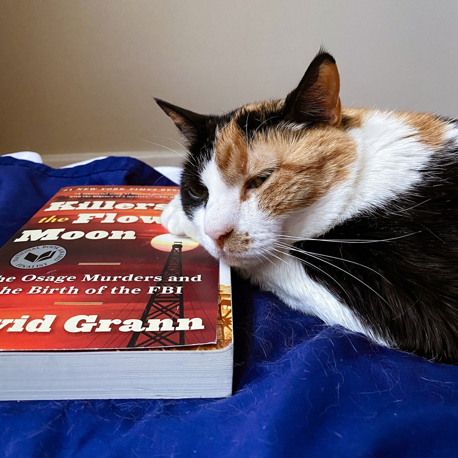 Calico cat lying on a book titled 'Killers of the Flower Moon' with a blue blanket underneath.